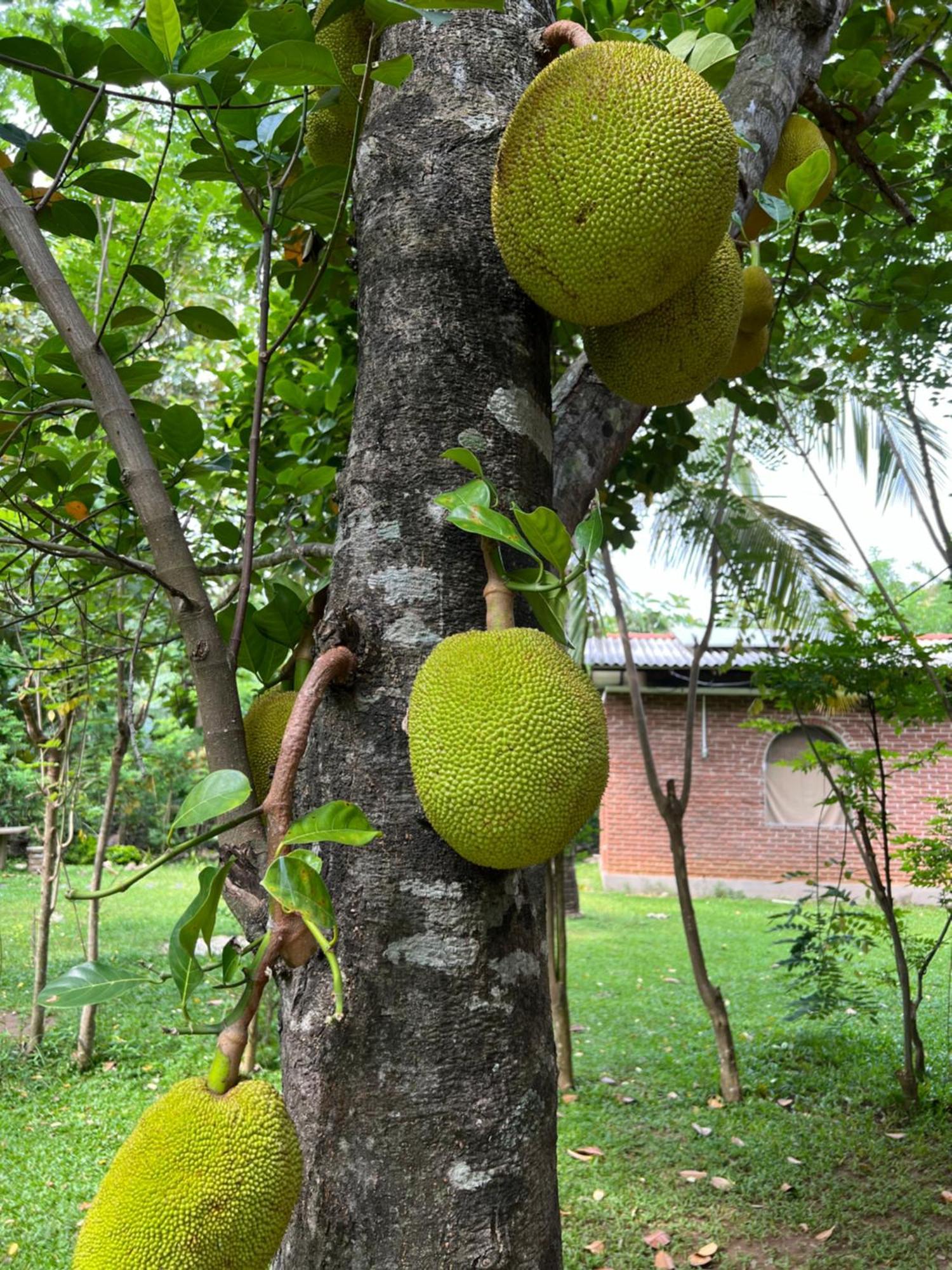 Sayon River Cottage & Eco Garden Monaragala Luaran gambar